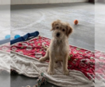 Small #1 Australian Shepherd Mix