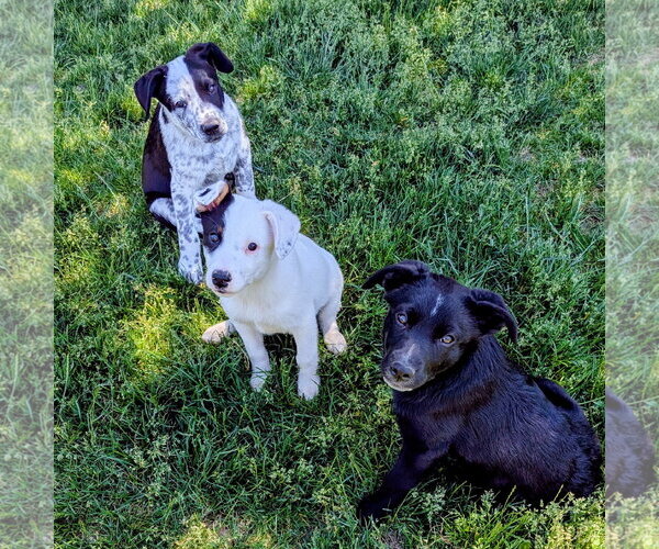 Medium Photo #10 Border Collie-Unknown Mix Puppy For Sale in Sandy, UT, USA