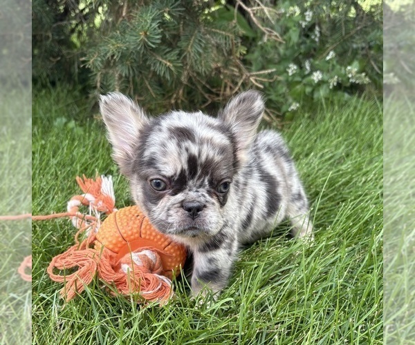 Medium Photo #5 French Bulldog Puppy For Sale in MIDDLEBURY, IN, USA