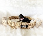 Small #5 Dachshund