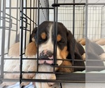 Small #6 Greater Swiss Mountain Dog