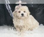 Small #4 Maltipoo