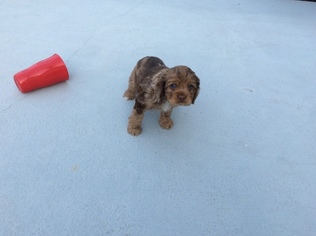 Medium Cocker Spaniel