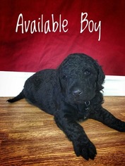 Labradoodle Puppy for sale in TINGLEY, IA, USA
