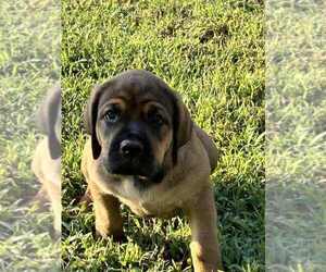 English Mastweiler Puppy for sale in OSCEOLA, MO, USA