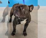 Small French Bulldog
