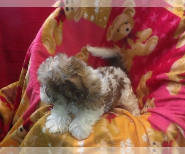 Medium Photo #5 Mal-Shi Puppy For Sale in PATERSON, NJ, USA