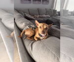 Small #6 Chihuahua