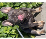 Small Photo #1 French Bulldog Puppy For Sale in FOREST PARK, IL, USA
