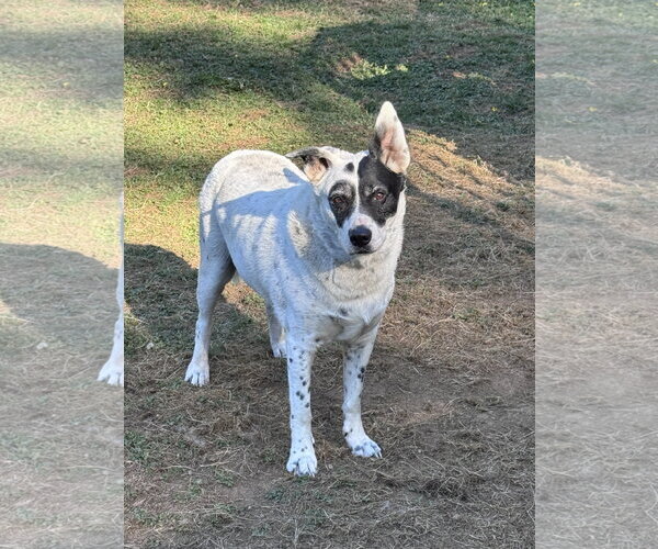 Medium Photo #5 Collie-Unknown Mix Puppy For Sale in Bellevue, WA, USA