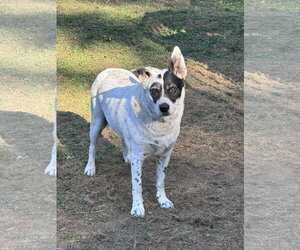 Wilson - Male Collie-Unknown Mix Dog for Adoption - Photo #5