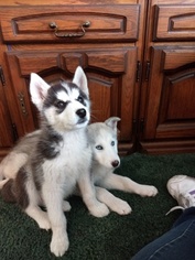 Alaskan Husky Puppy for sale in RIEGELWOOD, NC, USA