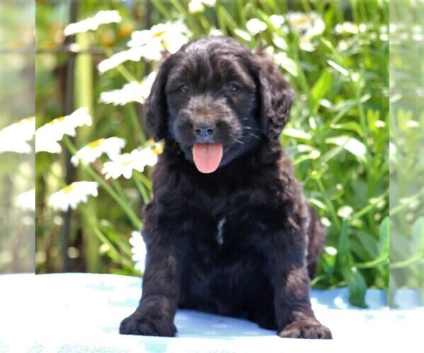 Medium Photo #1 Goldendoodle-Poodle (Standard) Mix Puppy For Sale in NARVON, PA, USA