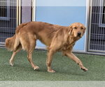 Small Photo #3 Golden Retriever Puppy For Sale in Glendale , AZ, USA