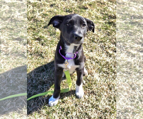 Medium Photo #3 Shepradors Puppy For Sale in New London, WI, USA