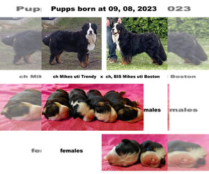 Bernese Mountain Dog Puppy for Sale in Hatvan, Heves Hungary
