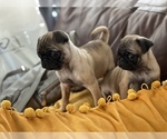 Small Photo #1 Pug Puppy For Sale in MARTINSBURG, WV, USA