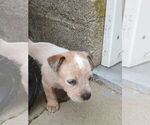Small #3 Australian Cattle Dog