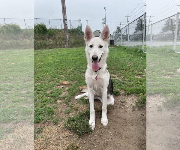 Medium Photo #6 Siberian Husky-Unknown Mix Puppy For Sale in Wakefield, RI, USA