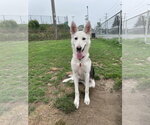 Small #5 Siberian Husky Mix