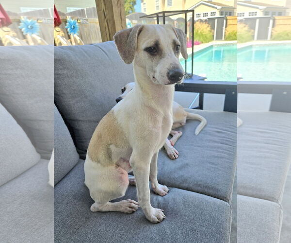 Medium Photo #5 Chihuahua-Unknown Mix Puppy For Sale in Virginia Beach, VA, USA