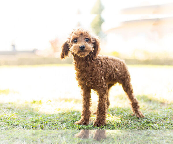Medium Photo #3 Poodle (Miniature) Puppy For Sale in WARSAW, IN, USA