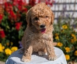 Puppy Nadia Goldendoodle (Miniature)