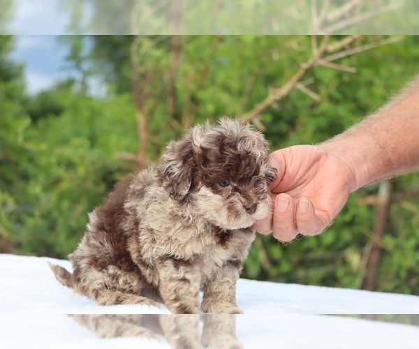 Medium Photo #4 ShihPoo Puppy For Sale in DYERSBURG, TN, USA