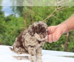 Small #3 ShihPoo