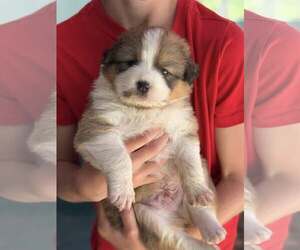 Australian Shepherd-Shih Tzu Mix Dogs for adoption in Paso Robles, CA, USA