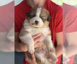 Small Australian Shepherd-Shih Tzu Mix