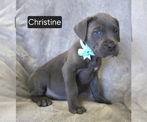 Cane Corso Puppy for sale in MINERAL WELLS, WV, USA