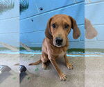 Small #18 Golden Retriever Mix