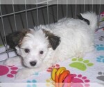 Small Photo #9 Papitese Puppy For Sale in ORO VALLEY, AZ, USA