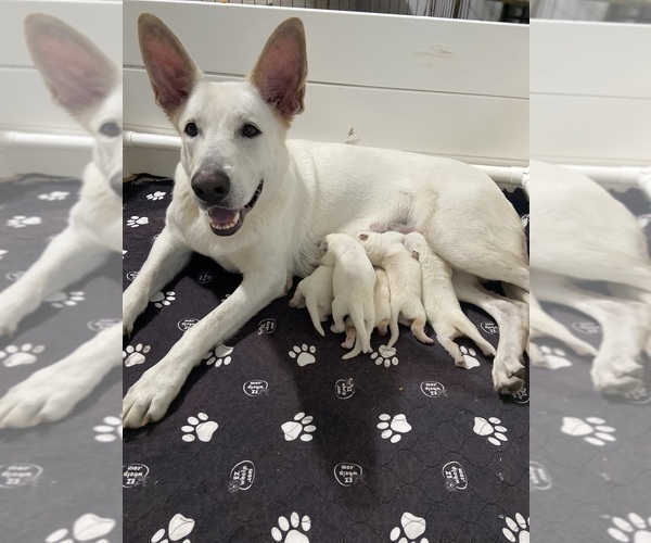 Medium Photo #1 German Shepherd Dog Puppy For Sale in ALACHUA, FL, USA