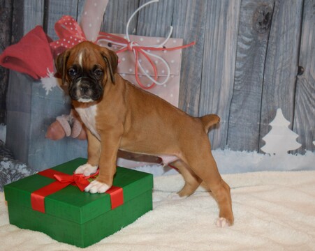 Medium Photo #17 Boxer Puppy For Sale in CHILHOWEE, MO, USA