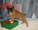 Small Photo #17 Boxer Puppy For Sale in CHILHOWEE, MO, USA
