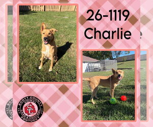 Charlie - Female Mutt Dog for Adoption
