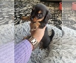 Small #4 Dachshund