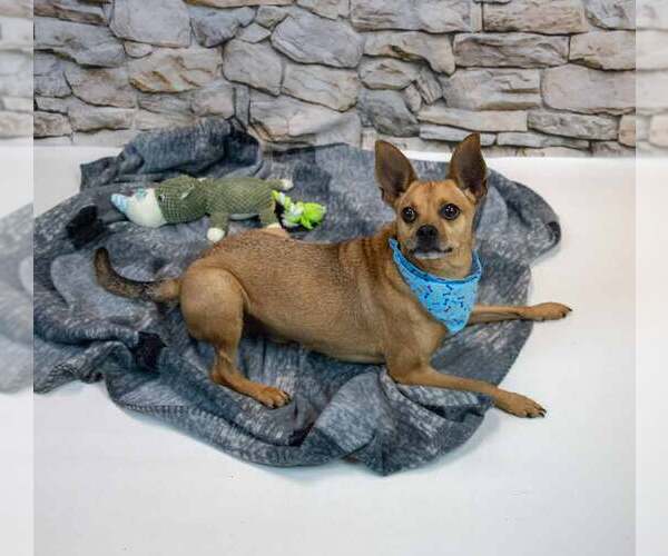 Medium Photo #4 Chihuahua-Unknown Mix Puppy For Sale in Kennesaw, GA, USA