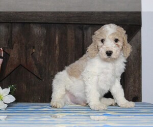 Goldendoodle-Poodle (Miniature) Mix Puppy for sale in FREDERICKSBG, OH, USA