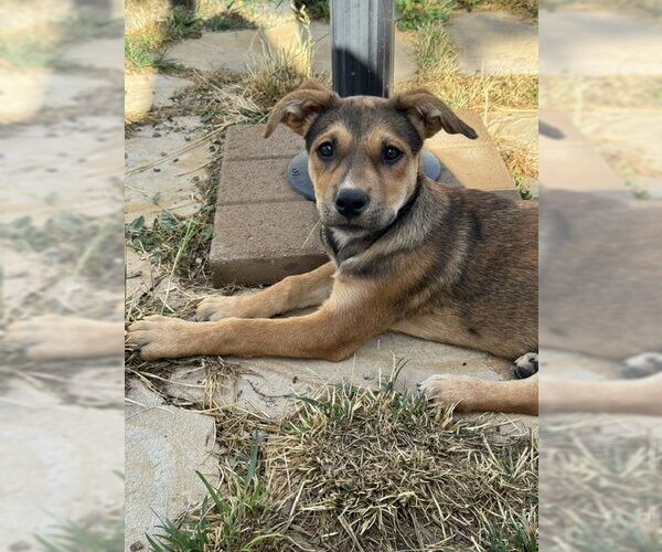 Medium Photo #1 Boxer-Unknown Mix Puppy For Sale in MIDWAY, UT, USA