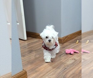 Father of the Maltese puppies born on 06/15/2025