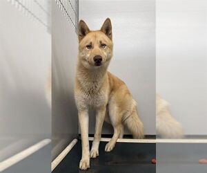 Gerberian Shepsky Dogs for adoption in Fayetteville, NC, USA