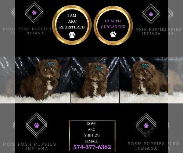 Medium Photo #5 Shih Tzu Puppy For Sale in WARSAW, IN, USA