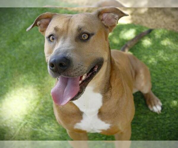 Medium Photo #1 American Staffordshire Terrier-Unknown Mix Puppy For Sale in Tallahassee, FL, USA