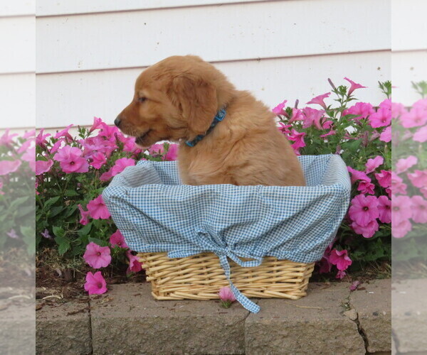 Medium Photo #35 English Cream Golden Retriever Puppy For Sale in ATHENS, WI, USA