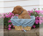 Small #1 English Cream Golden Retriever