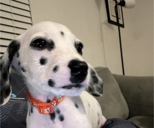 Dalmatian Puppy for sale in ATLANTA, GA, USA