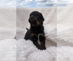 Small Photo #48 Aussie-Poo-Bernedoodle Mix Puppy For Sale in LEXINGTON, SC, USA